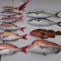 フィッシングボートACE(エース) 釣果