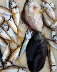 和歌山マリーナシティ釣り公園 釣果