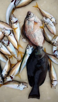 和歌山マリーナシティ釣り公園 釣果