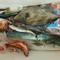 魁皇 釣果