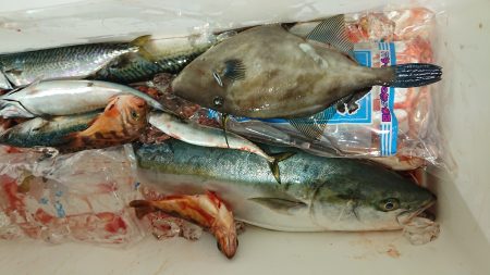 魁皇 釣果