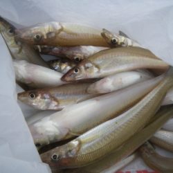 磯部釣船 直栄丸 釣果