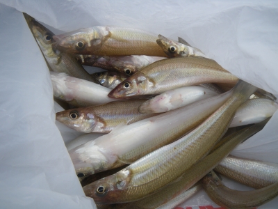 磯部釣船 直栄丸 釣果