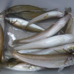 磯部釣船 直栄丸 釣果