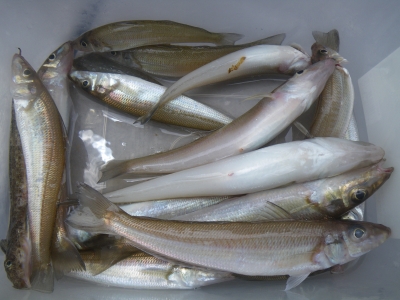 磯部釣船 直栄丸 釣果