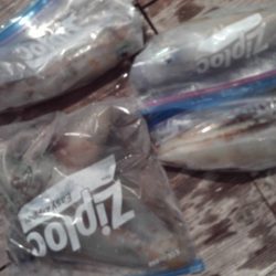 こかわ渡船　雅丸 釣果