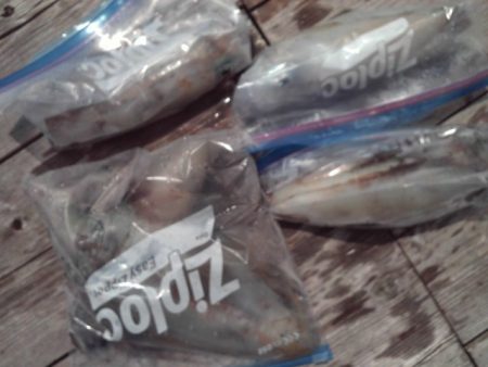 こかわ渡船　雅丸 釣果