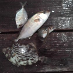 こかわ渡船　雅丸 釣果