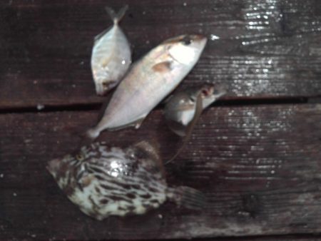 こかわ渡船　雅丸 釣果