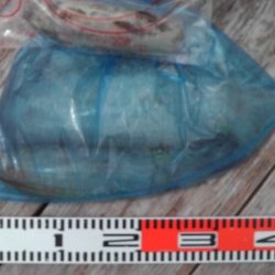 こかわ渡船　雅丸 釣果