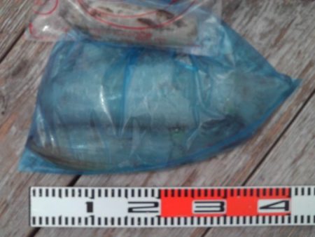 こかわ渡船　雅丸 釣果