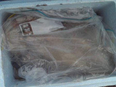 こかわ渡船　雅丸 釣果