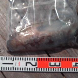 こかわ渡船　雅丸 釣果