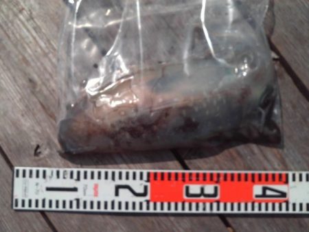 こかわ渡船　雅丸 釣果