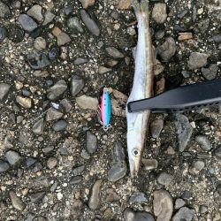 和歌山ライトゲーム　ナブラの先には！？　【サンライン×ジャングルジム　インプレッション】