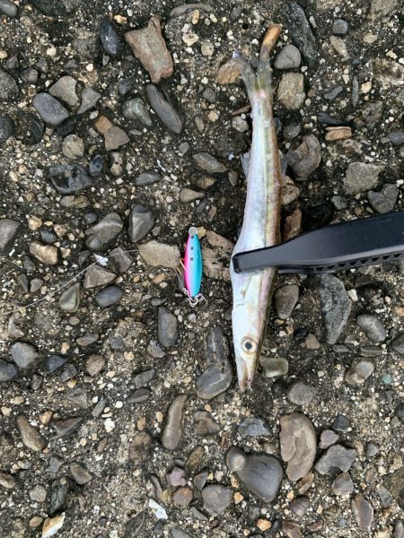 和歌山ライトゲーム　ナブラの先には！？　【サンライン×ジャングルジム　インプレッション】