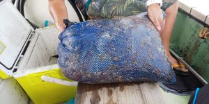 恵比寿丸(兵庫) 釣果