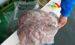 恵比寿丸(兵庫) 釣果