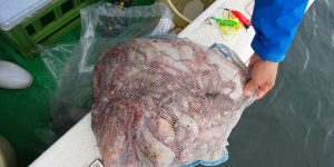 恵比寿丸(兵庫) 釣果