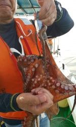 恵比寿丸(兵庫) 釣果