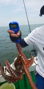 恵比寿丸（兵庫） 釣果