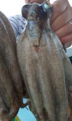 恵比寿丸（兵庫） 釣果