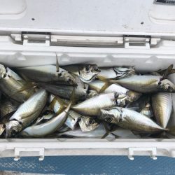 深川 吉野屋 釣果