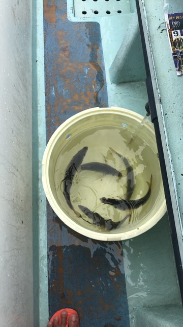 深川　吉野屋 釣果