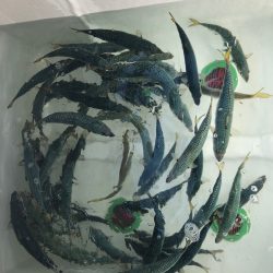 星隆丸 釣果