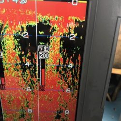 深川　吉野屋 釣果