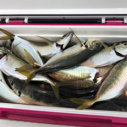 深川　吉野屋 釣果