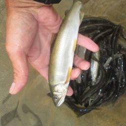 会津大川(会津非出資漁業協同組合) 釣果