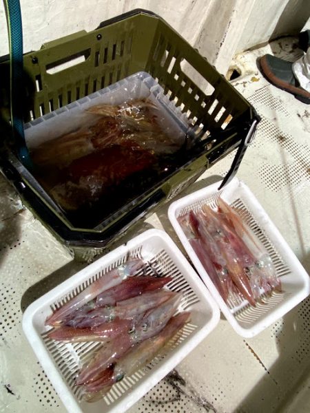 オーシャンズ　京都 釣果