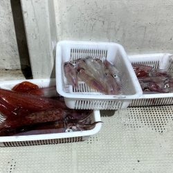 オーシャンズ　京都 釣果