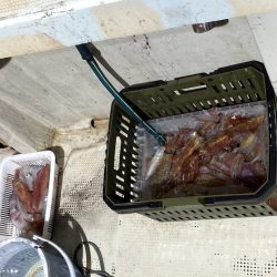 オーシャンズ　京都 釣果