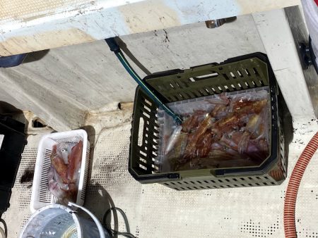 オーシャンズ　京都 釣果