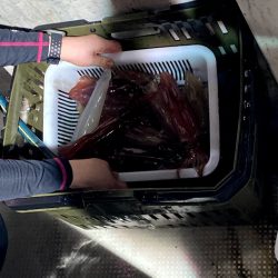 オーシャンズ　京都 釣果