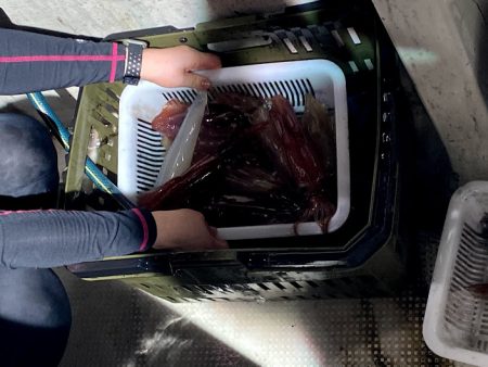 オーシャンズ　京都 釣果