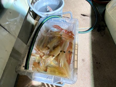 オーシャンズ　京都 釣果