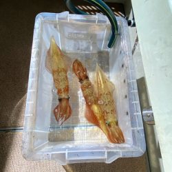 オーシャンズ　京都 釣果