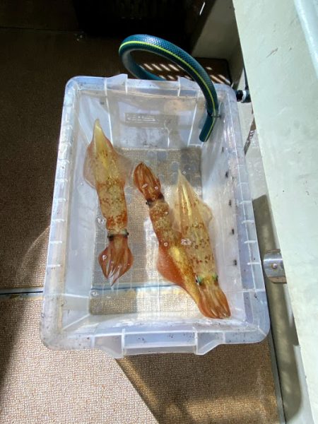 オーシャンズ　京都 釣果