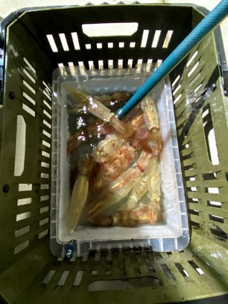 オーシャンズ　京都 釣果