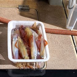 オーシャンズ　京都 釣果