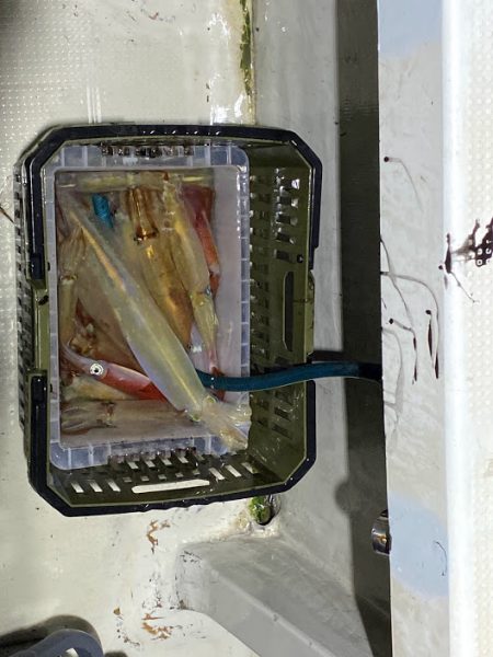 オーシャンズ　京都 釣果