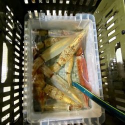 オーシャンズ　京都 釣果