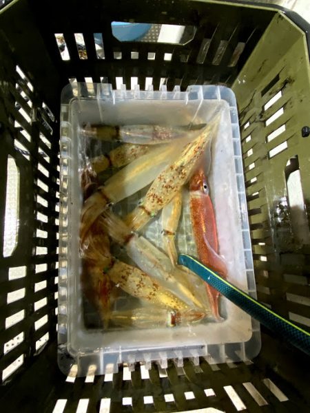 オーシャンズ　京都 釣果