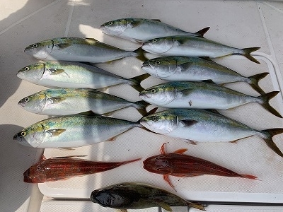 フィシングボートAir(エアー) 釣果