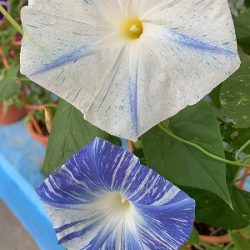 フィシングボートAir(エアー) 釣果