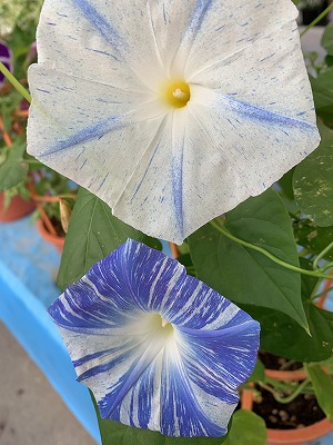 フィシングボートAir(エアー) 釣果