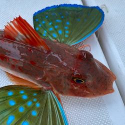 フィシングボートAir(エアー) 釣果